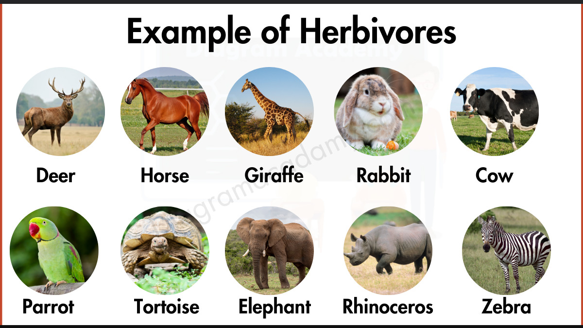 Image showing Examples of Herbivores Diagram