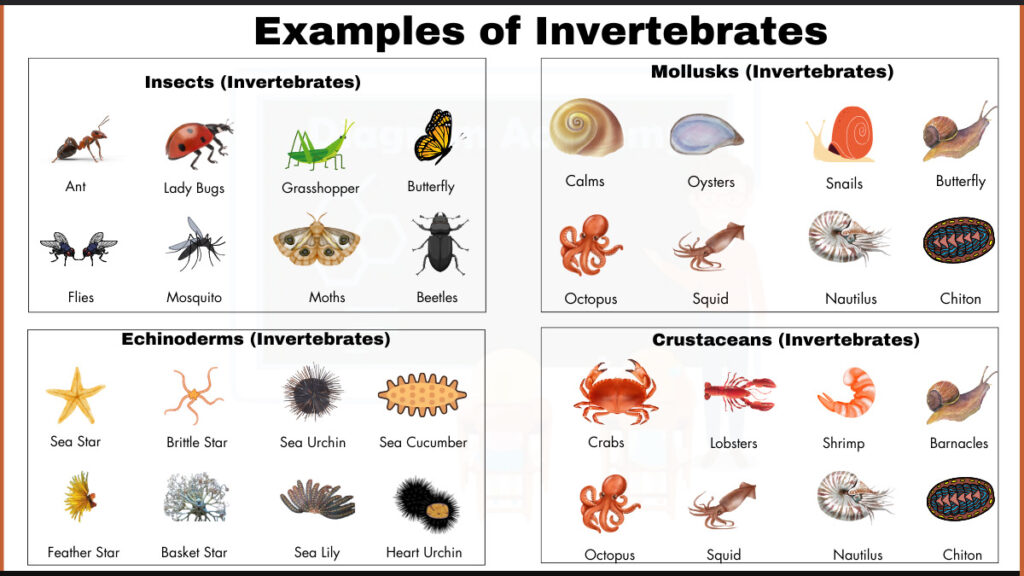 Image showing Invertebrates Examples Diagrams