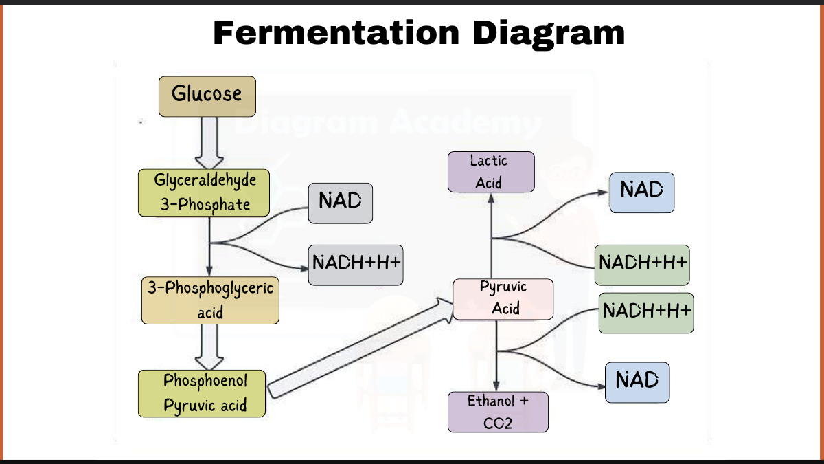 Image showing Fermentation Diagram