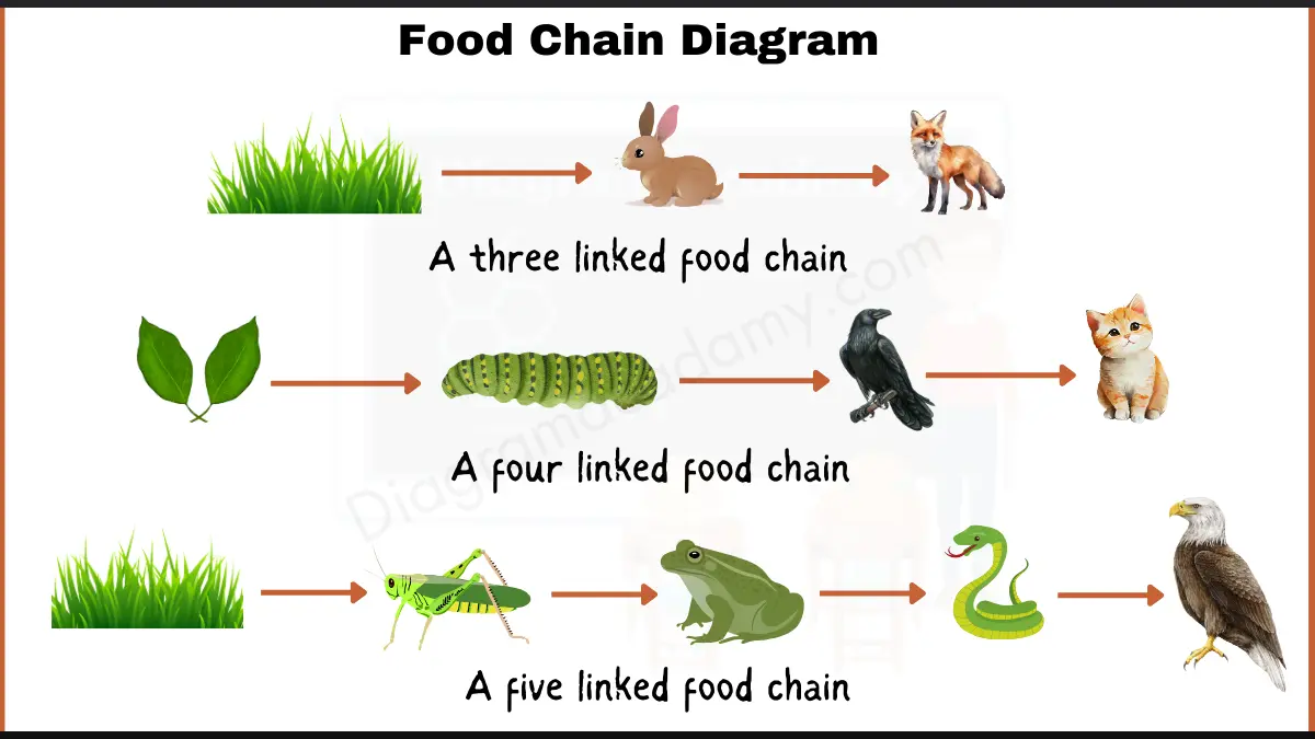 Image showing Different Food Chain Diagram