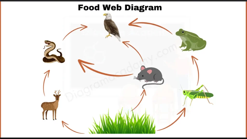 Image showing Diagram of food web in Terrestrial Habitat