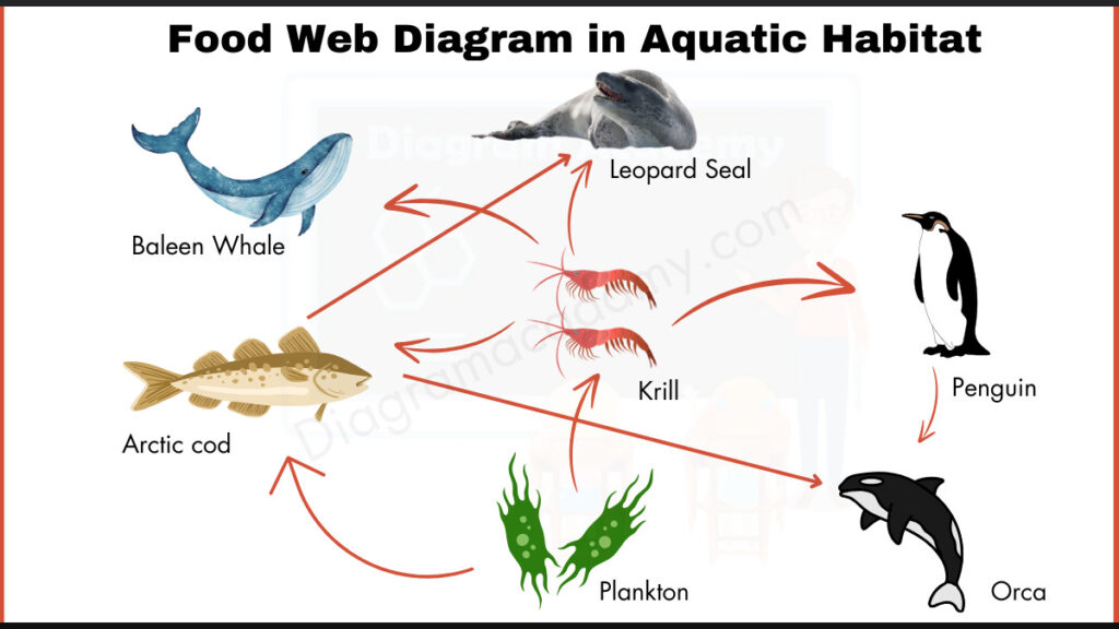 Image showing Diagram of food web in Aquatic Habitat