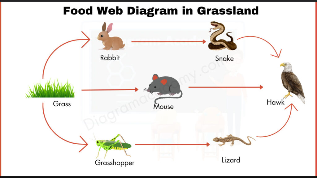 Image showing Diagram of food web in Grassland