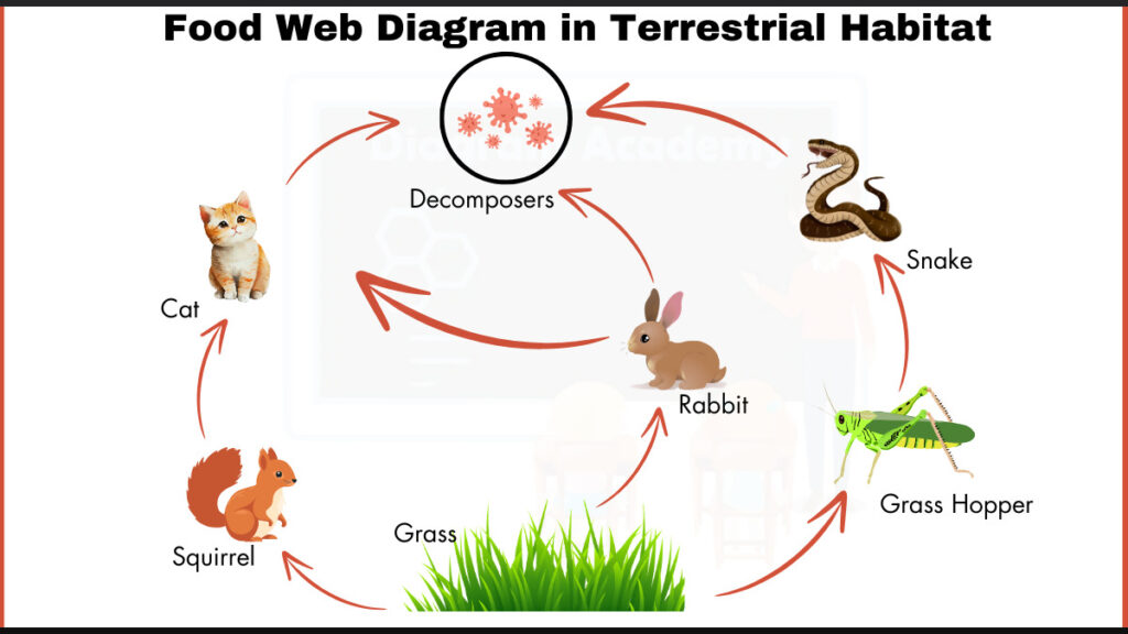 Image showing Diagram of food web in Terrestrial Habitat