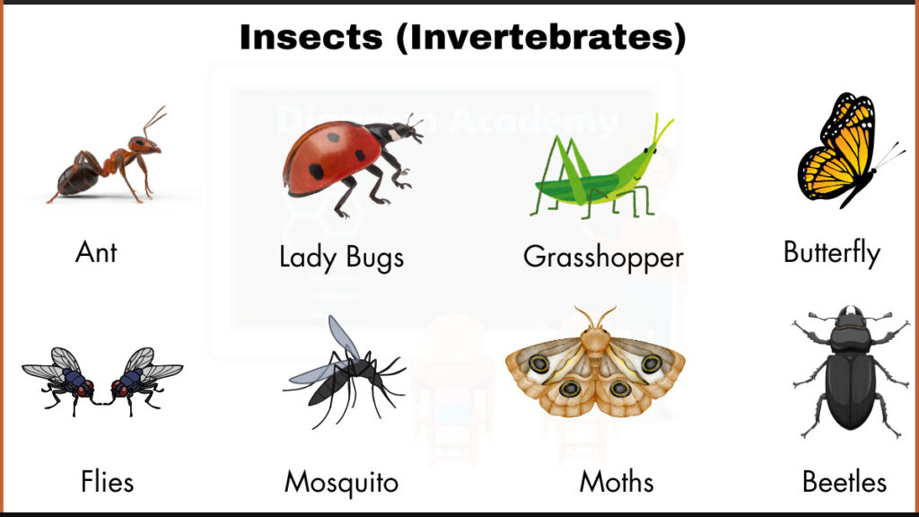 Image showing Ant, Lady Bugs,Grasshopper,Butterfly,Flies,Mosquito,Moths, and Beetles as an example of insects(invertebrates)