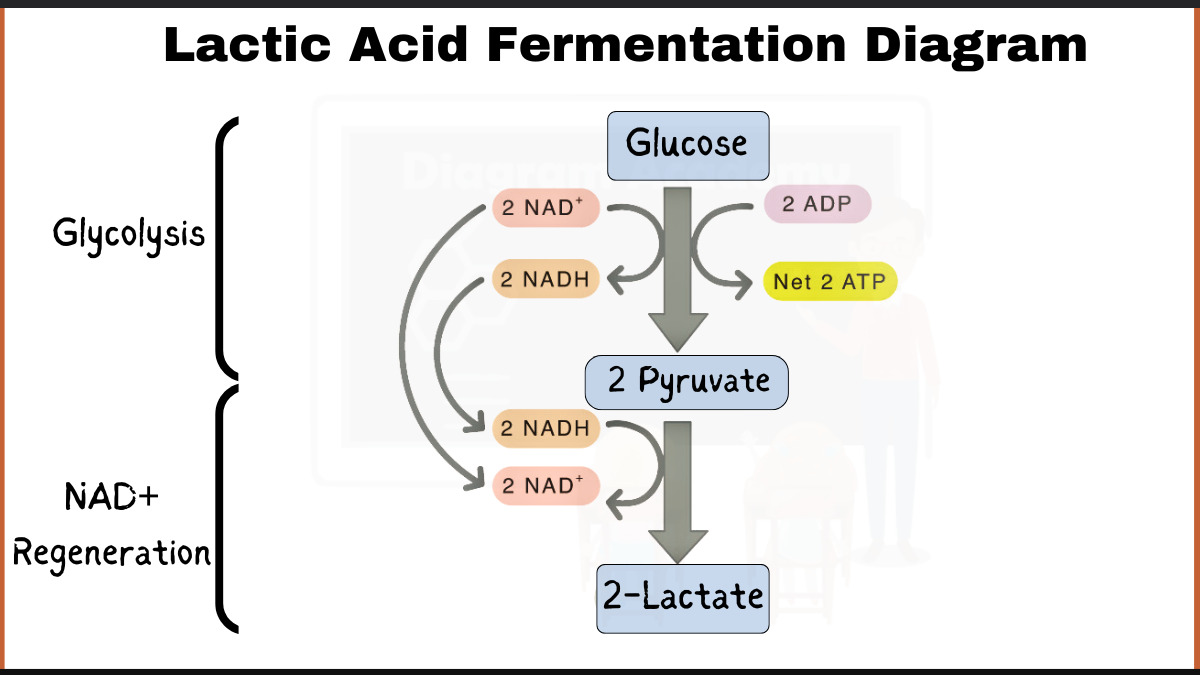 Fermentation Diagram