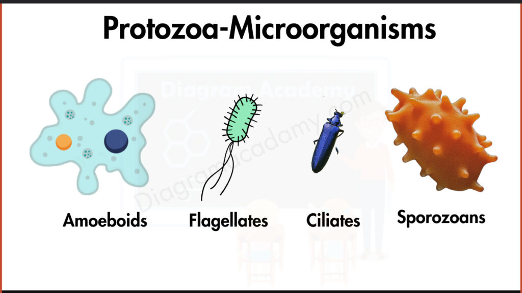 Image showing different bacteria as microorganisms examples