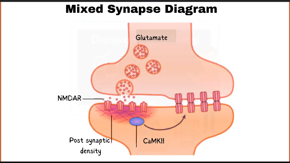 Image showing Mixed Synapse Diagram