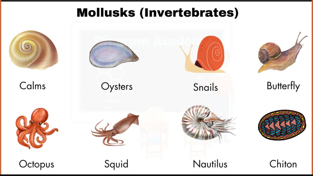 Image showing Butterfly,Chiton,Calms,Oysters,Snails,Octopus,Squid, and Nautilus as example of mollusks(invertebrates)