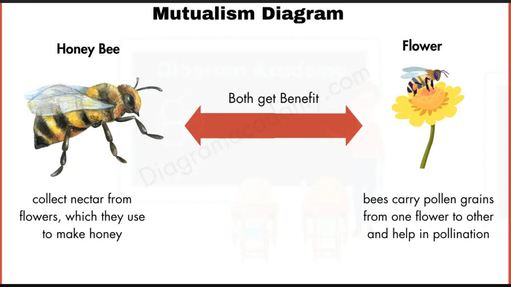 Image showing Mutualism Diagram