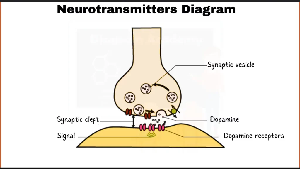 Image showing Neurotransmitters Diagram