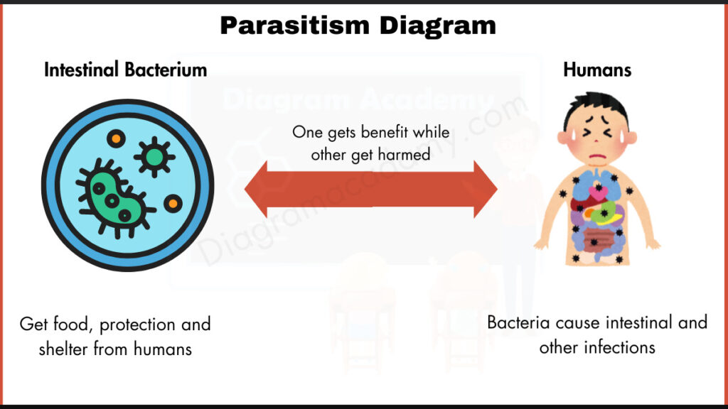 Image showing Parasitism Diagram