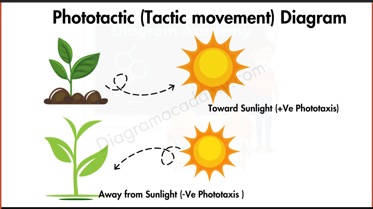 Image showing Tactic Movements in Plants Diagram