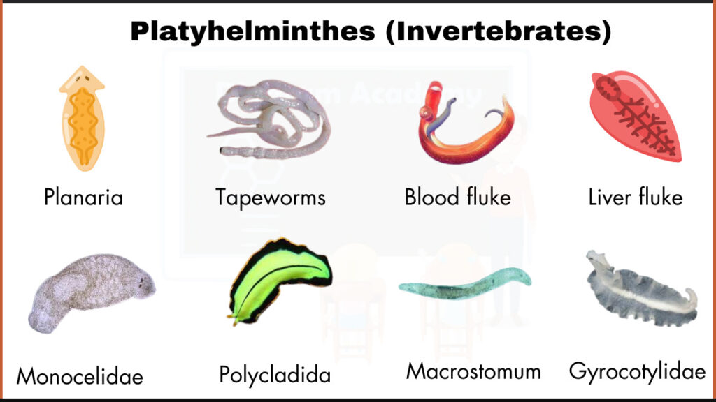 Image showing Liver fluke,Gyrocotylidae,Planaria,Tapeworms,Blood fluke,Monocelidae,Polycladida, and Macrostomum as example of Platyhelminthes(invertebrates)