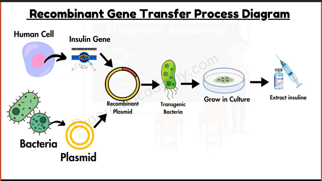 Image showing Recombinant Gene Transfer Process Diagram