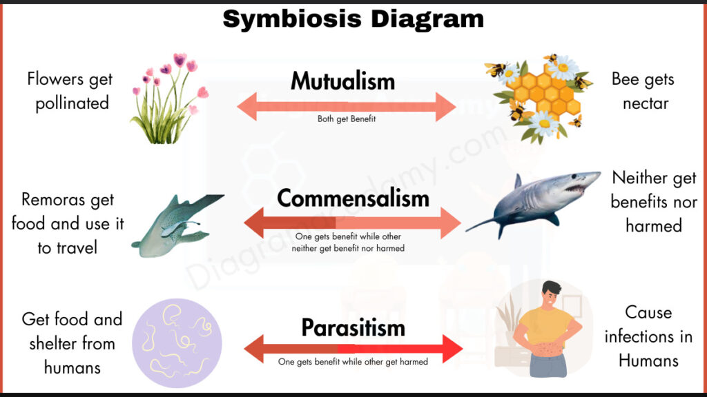 Image showing Symbiotic Relationships