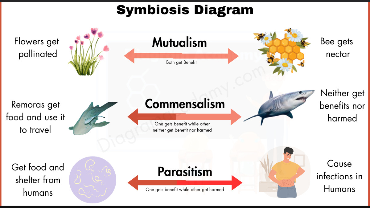 Image showing symbiosis Diagram