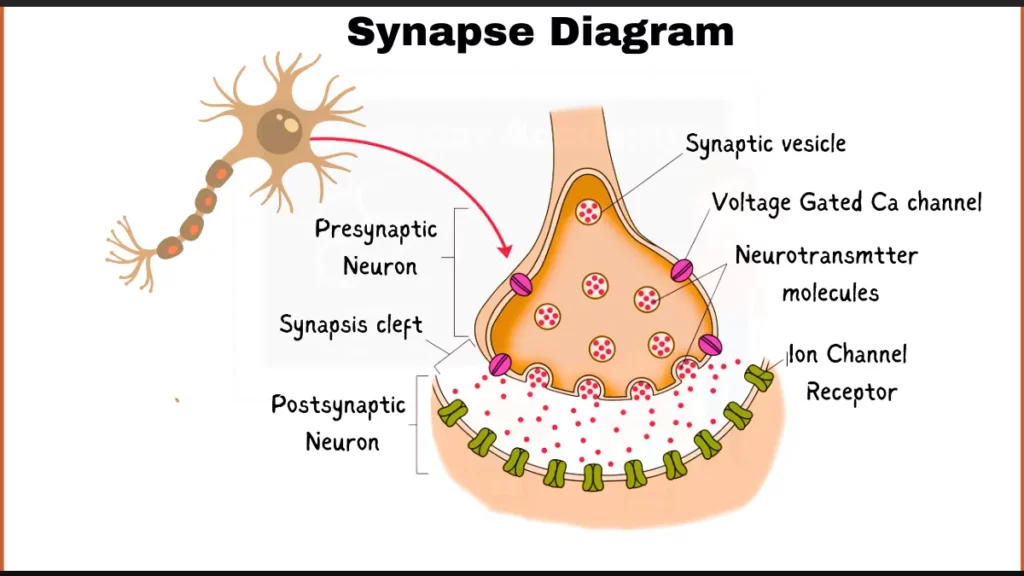 Image showing Synapse Diagram