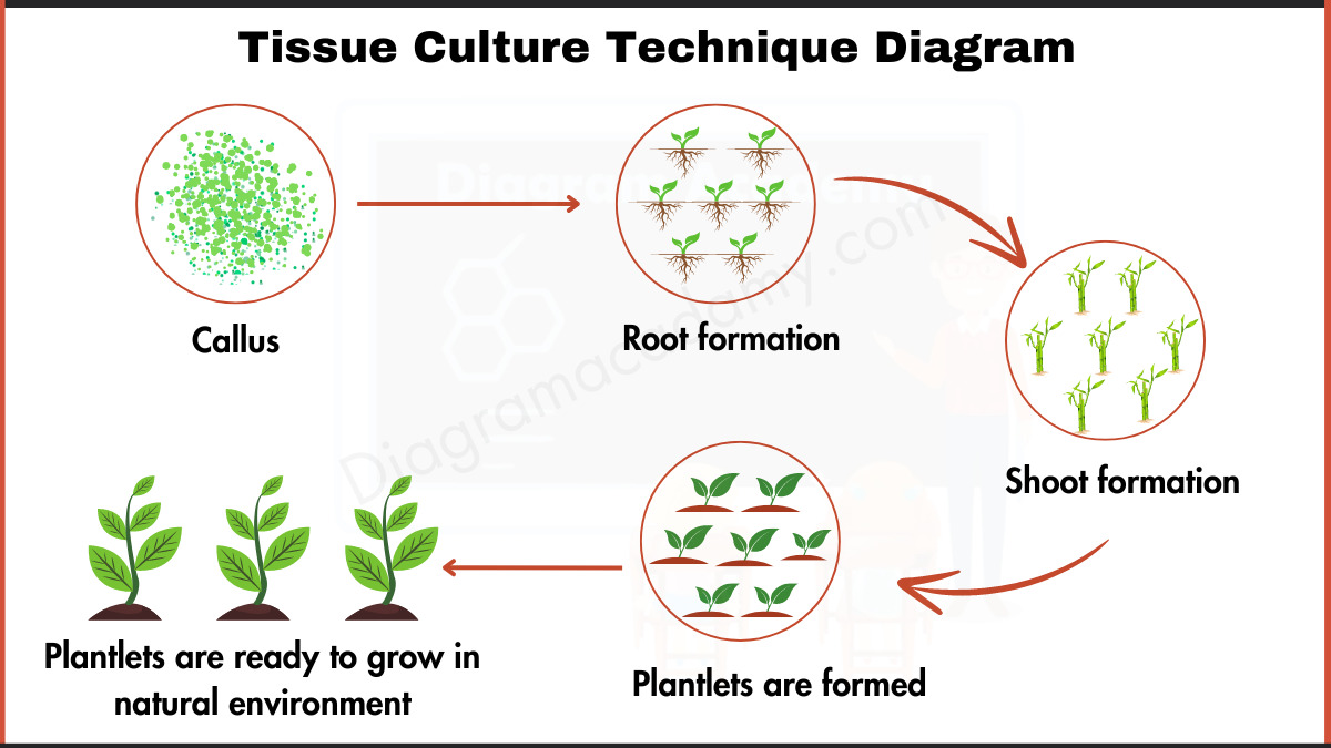 Image showing Tissue Culture Technique DiagramTissue Culture Technique Diagram