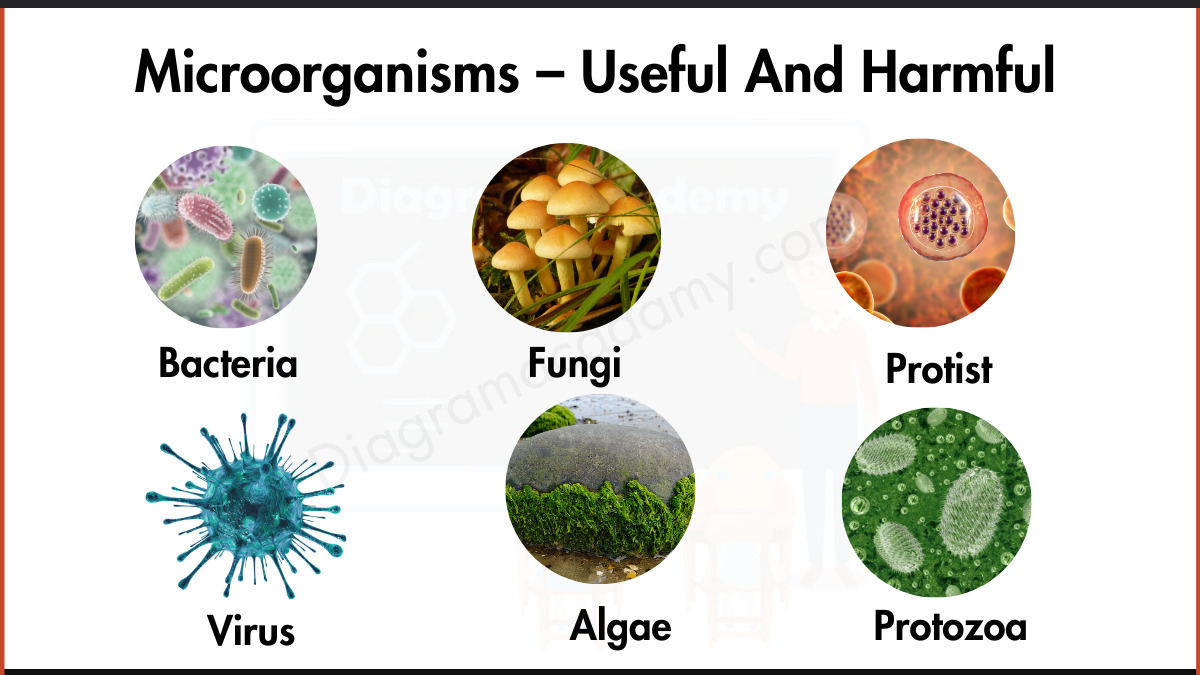 Image showing different bacteria as microorganisms examples