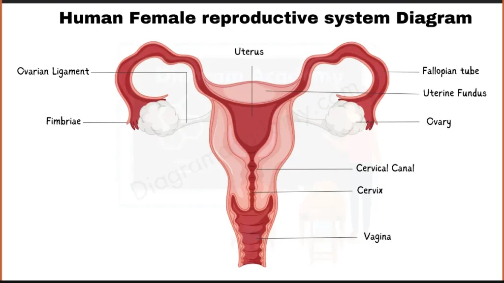 Image showing Human Female Reproductive System Diagram with Labells