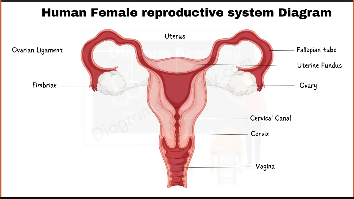 Image showingHuman Female Reproductive System Diagram with Labells