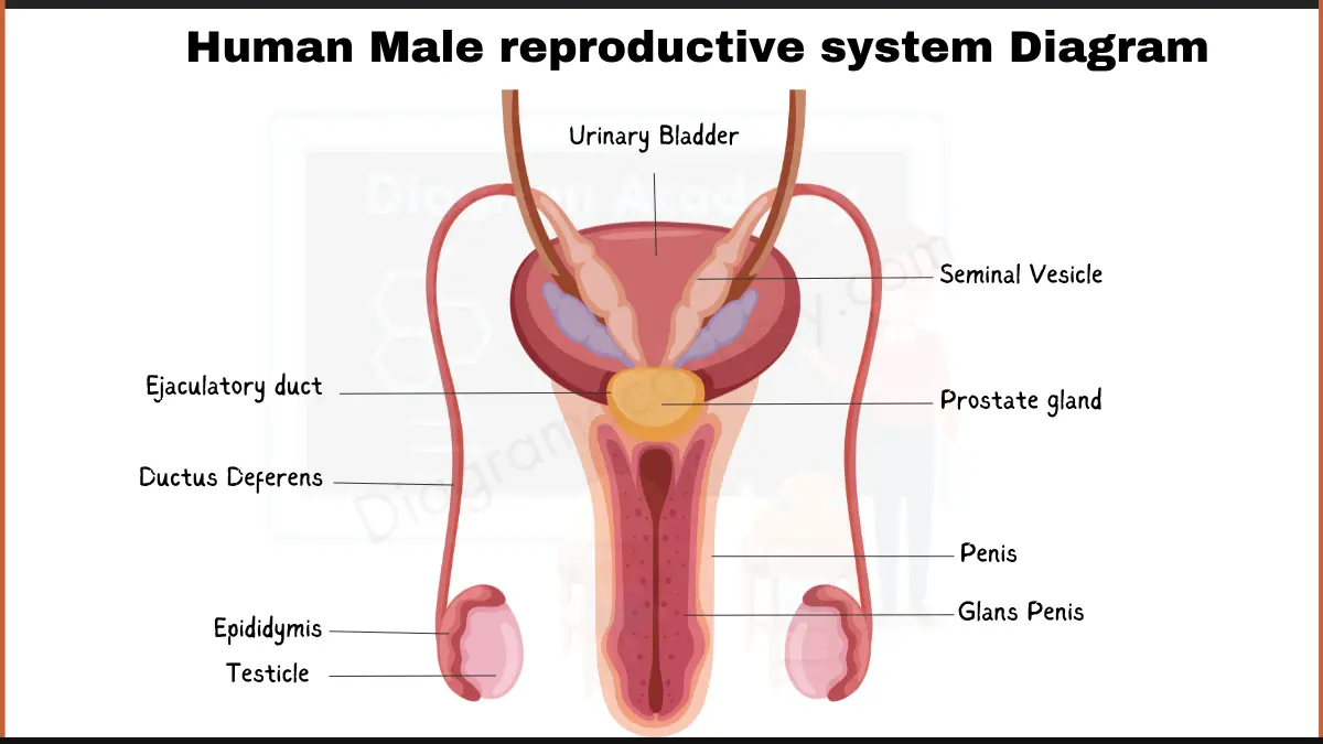 Image showing Human Male Reproductive System Diagram with Labells