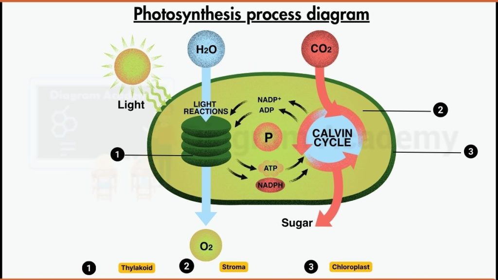 Image showing label the photosynthesis process diagram