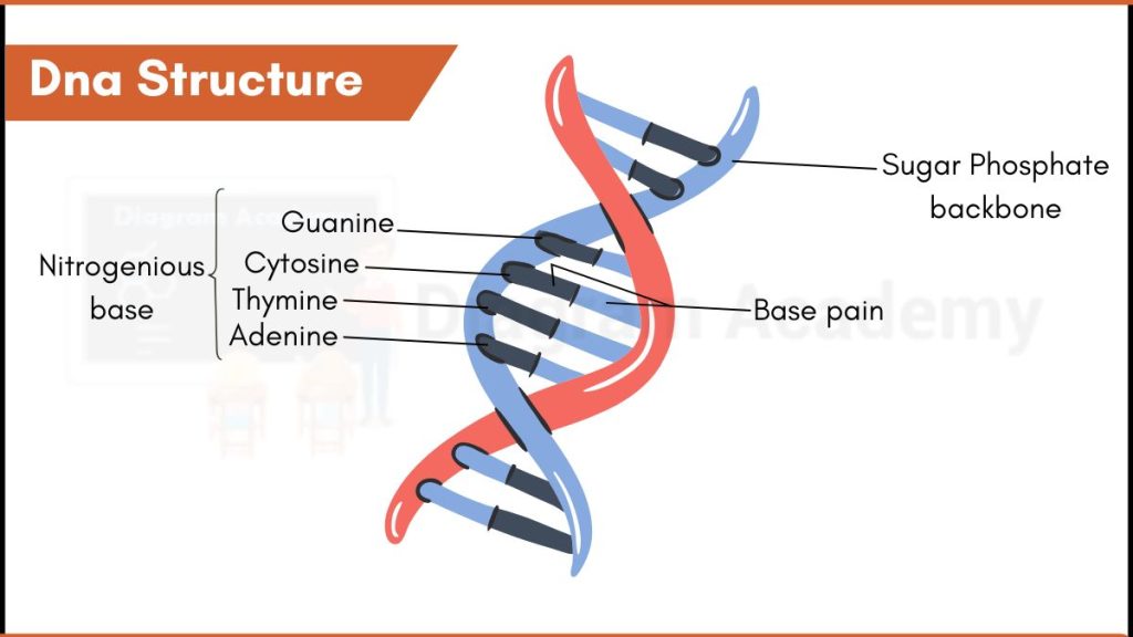 Image showing DNA structure diagram labeled