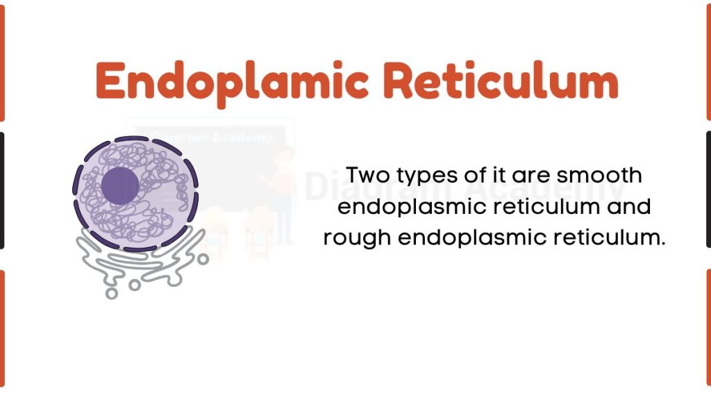 Image showing Diagram of Endoplamic Reticulum