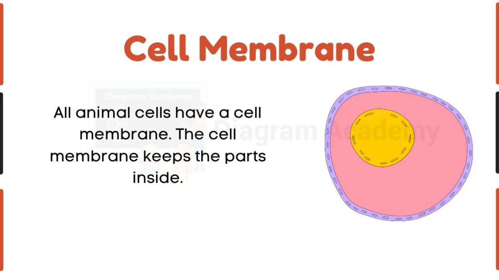 Image showing Diagram of cell Membrane