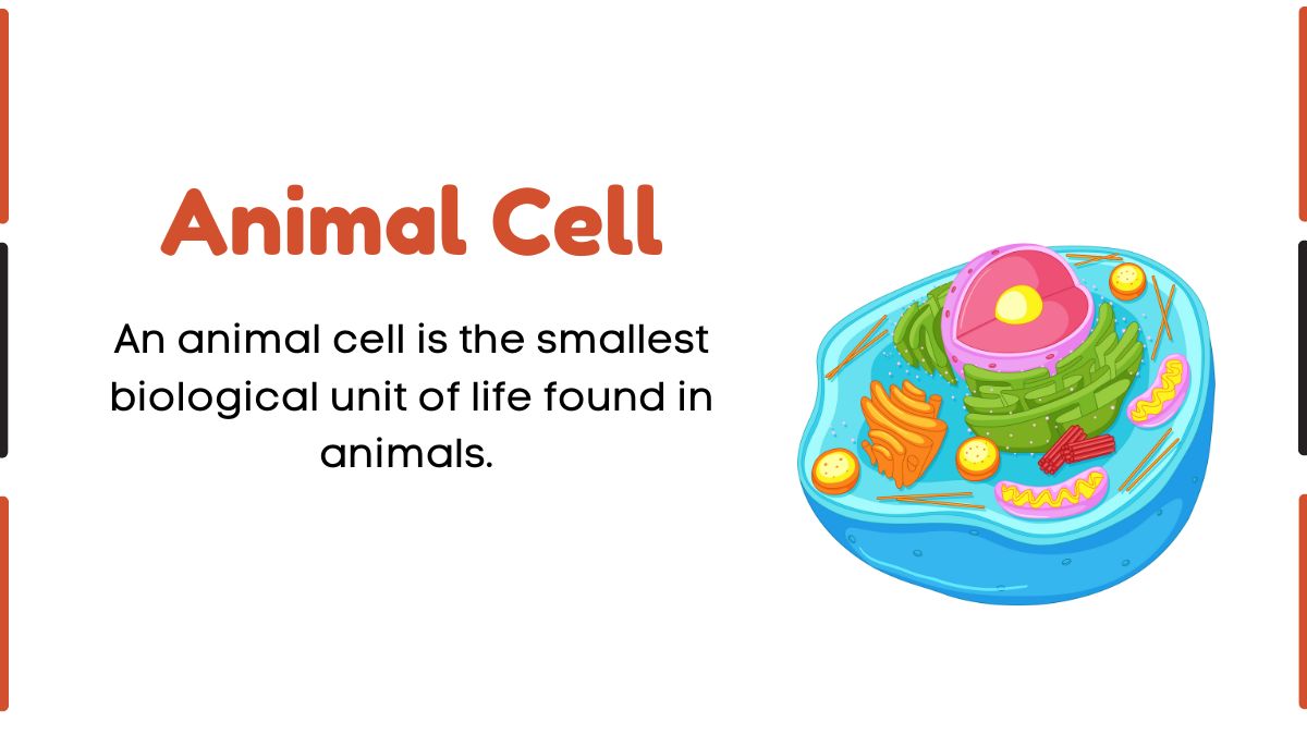 Image showing Diagram of Animal Cell